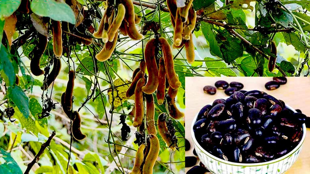 Mucuna