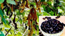 Mucuna