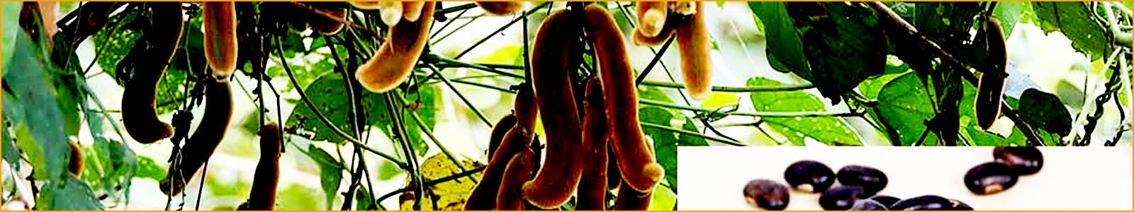 Mucuna Pruriens