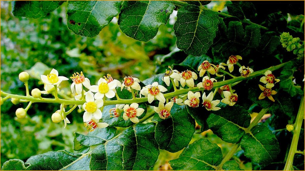 Herbal Products