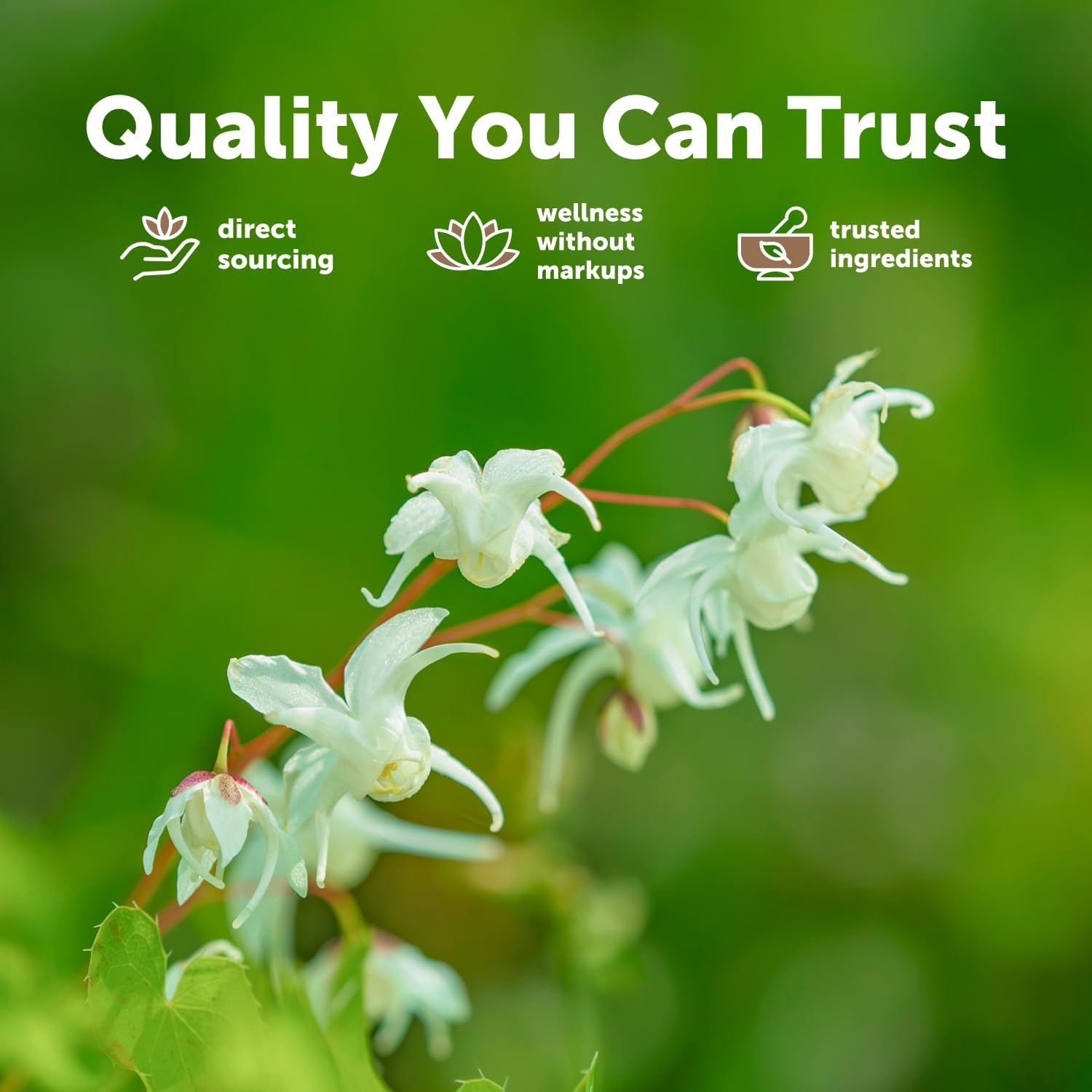 Organic Horny Goat Weed Powder - Image 2