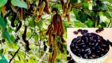 Mucuna
